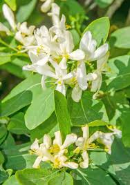 Image result for Bouvardia longiflora