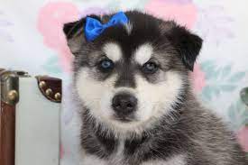 Mandy A Siberian Husky Puppy For Sale In Bremen Indiana Husky Puppies For Sale Husky Puppy Puppies