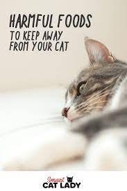 Harmful Food To Keep Away From Your Cat Cats Cat Problems Cat Facts