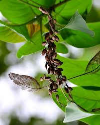 Image result for Hymenodictyon