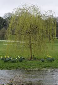 Privacy trees evergreen trees shade trees flowering trees fruit plants shrubs & hedges. Choosing Trees For Zone 5 Landscapes Tips On Growing Zone 5 Trees