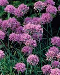 Alliums All Season Long Finegardening Onion Flower Garden Seeds Planting Bulbs