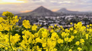 From the conceptualizing, to the crafting, the perfect little. See Photos Of Big Sur Slo County Wildflowers Blooming San Luis Obispo Tribune