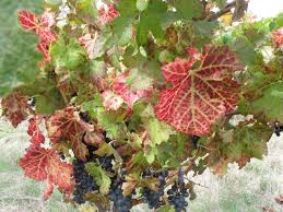 Image result for Grapevine leafroll virus