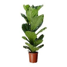 Furniture Home Furnishings Find Your Inspiration Ficus Lyrata Artificial Potted Plants Ficus