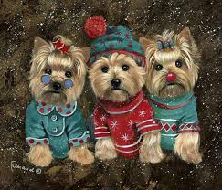 Omg So Adorable Hayvanlar Hayvan Kedi Kopek