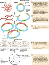 Microbes And The Tools Of Genetic Engineering Microbiology