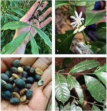 Image result for Coffea schliebenii