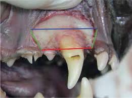 Tooth extraction difficulty increases when the following conditions exist: Dental Extraction Techniques In Dogs And Cats Companion Animal