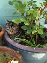 12 plants that are poisonous for dogs and cats. Seeing My Cat Otto Sleeping In His Preferred Flower Pot Makesmehappy White Stuff Uk Cat Garden Pets Cats Kittens