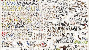 Birds Of North America Poster This Gorgeous Poster Contains Every Single Bird You Ll See In North America Bird Poster Bird Species Birds