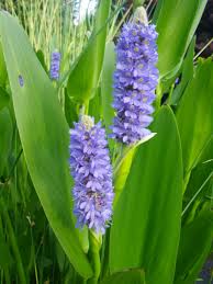 Image result for Pontederia