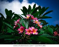 Sweet Red Frangipani Flower Mexican Plumeria Or Plumeria Rubra In The House Garden Badung Bali Indonesia Plumeria Frangipani Flower Images