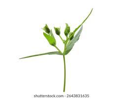 Image result for Guizotia