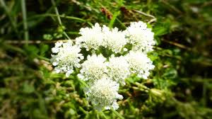 Image result for Oenanthe procumbens