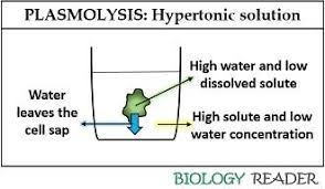 Difference Between Plasmolysis And Deplasmolysis With Comparison Chart Biology Reader