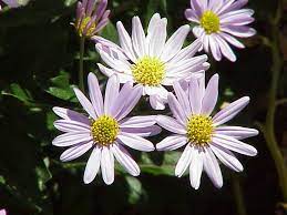 Aster Wiktionary