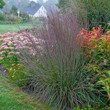 Image result for Schizachyrium jeffreysii