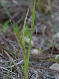 Image result for Trigonella laciniata