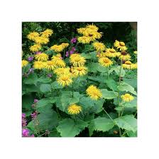 Image result for Inula mannii