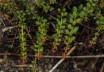 Image result for Gymnosporia matoboensis