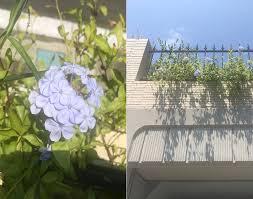 ルリマツリ フェンス