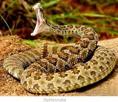 Pin On Snakes Reptiles Etc