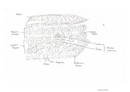 .satah, keratan, dan arah, anterior, posterior, dorsal, ventral, keratan rentas, keratan membujur. 8rjlutuztasgum