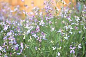 Image result for Matthiola