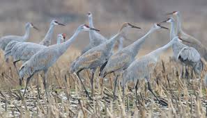Sandhill cranes make a variety of calls, from purrs to hisses to bugles, with variations that require the context of what the cranes are doing to understand. Jasper Pulaski Sandhill Cranes Indiana Wildlife In Nature