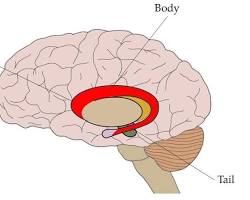 Image of Caudate Nucleus