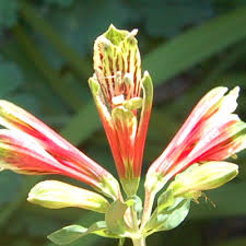 Image result for Alstroemeria pulchella