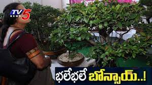 Bonsai Lovers Boom In Hyderabad Tv5 News Youtube