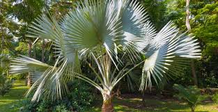 Le papillon paysandisia archon fait des ravages parmi les palmiers du sud de la france. Palmier A Chanvre Plantation Taille Et Entretien M6 Deco Fr