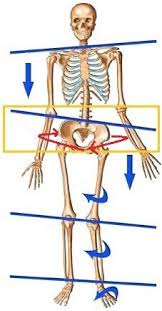 How To Fix A Rotated Pelvis Posture Direct Pelvic Tilt Scoliosis Exercises Strengthening Exercises