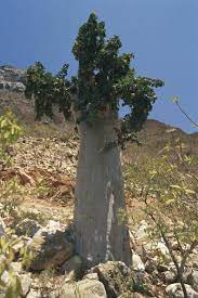 Cucumber Tree Dendrosicyos Socotranus Endemic Of Socotra Island Yemen And Somalia