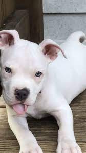 American Pitbull Pitbull Puppies Cute Animals Dogs And Puppies