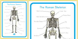 Students would enjoy to use this as well as learn it. Human Skeleton Labelling Sheets