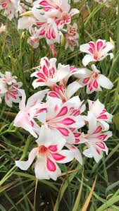 Impressive Hardy Miniature Gladiolus Video Video In 2020 Spring Flowers Photography Flowers Photography Beautiful Flowers Photography