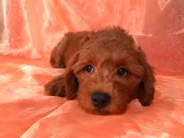 We did not find results for: Miniature Goldendoodle Puppies For Sale Breeder In Iowa