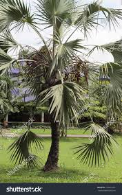 Image result for Hyphaene coriacea