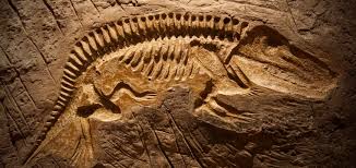 With every new fossil discovery, our understanding of the environment in a particular time becomes richer. Carbon Dating Exponential Functions Mathigon