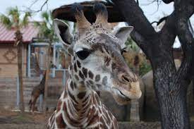 Free Zoo Admission January 1 2 5pm Free Lego Model Build January 8 5 Pm Houston Zoo Free Houston Zoo