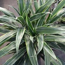 Image result for Dracaena fragrans