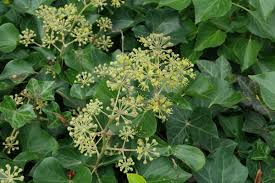 Image result for Hedera
