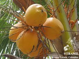 Image result for Cocos