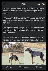 Missing dog A friend of mine who is interstate has had her dog go missing.  Please if you know anyone, or can keep an eye out. She is a beloved family  pet.