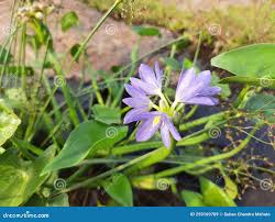 Image result for Monochoria