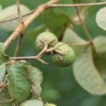 Image result for Vitex madiensis