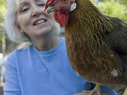 Austin's egg rolls jump as more chickens take up roost in backyards